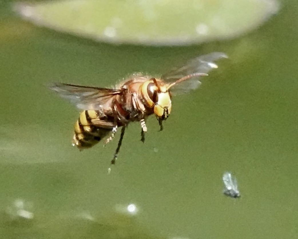 hornet